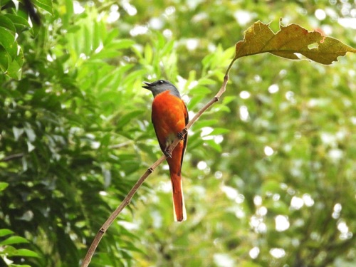 Gray-chinned Minivet